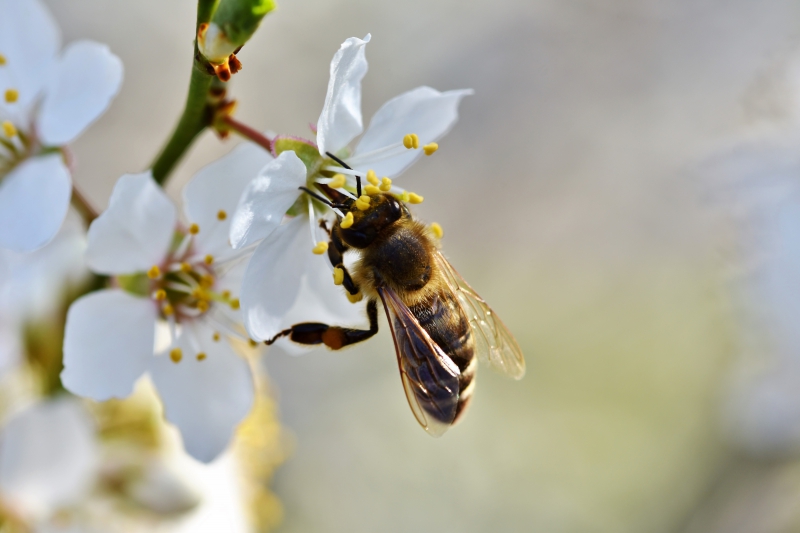 jardinerie-LE LUC-min_bee-4092986